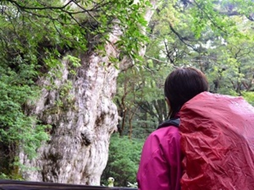 【いいね！yakushima1泊2日】早朝白谷1日（太鼓岩）ガイド付き